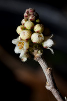 Rhus microphylla