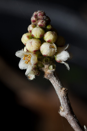 Rhus microphylla