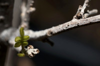 Rhus microphylla