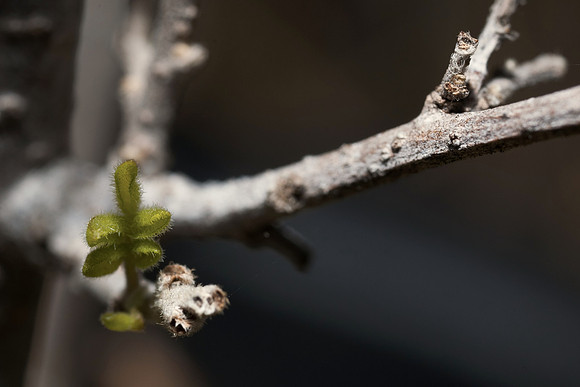 Rhus microphylla