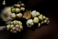 Rhus microphylla