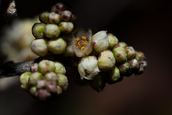 Rhus microphylla