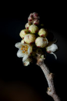 Rhus microphylla