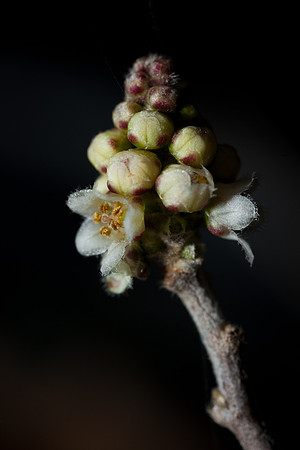 Rhus microphylla