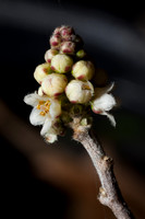 Rhus microphylla