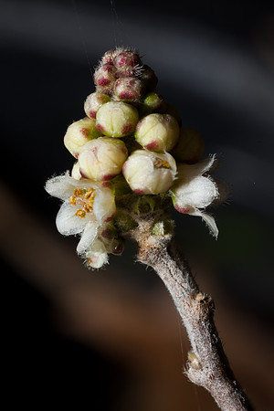 Rhus microphylla