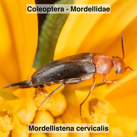 Coleoptera - Mordellidae - Mordellistena cervicalis