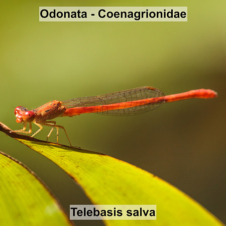 Odonata - Coenagrionidae - Telebasis salva