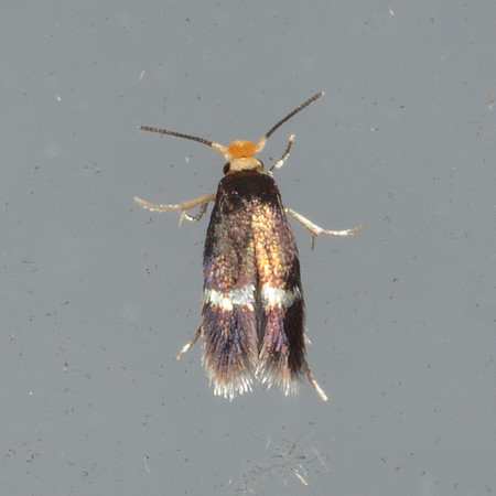 Lepidoptera Moths - Nepticulidae - Stigmella