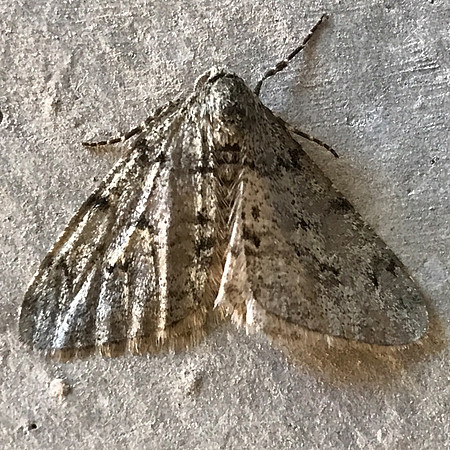 Lepidoptera Moths - Geometridae - Phigalia strigataria