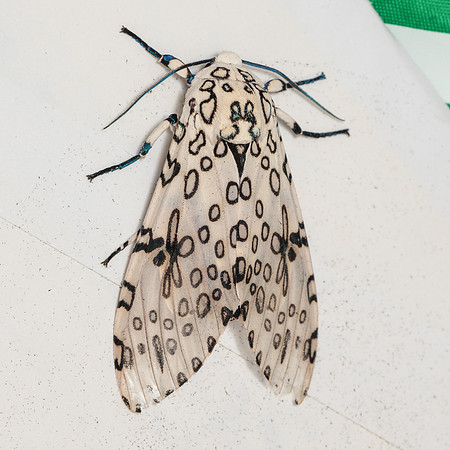 Lepidoptera Moths - Erebidae - Hypercompe scribonia2