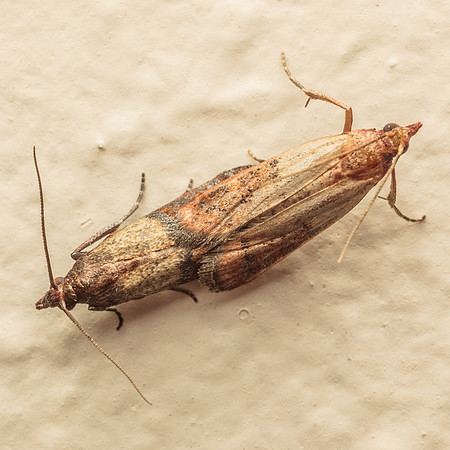 Lepidoptera Moths - Pyralidae - Plodia interpunctella