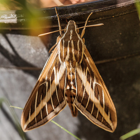 Lepidoptera Moths - Sphingidae - Hyles lineata1