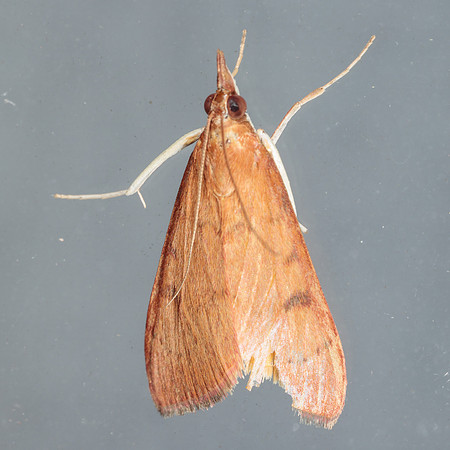 Lepidoptera Moths - Crambidae - Uresiphita reversalis