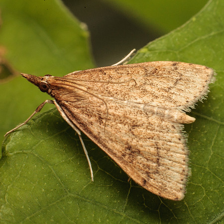 Lepidoptera Moths - Crambidae - Udea rubigalis