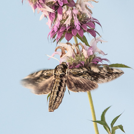 Lepidoptera Moths - Sphingidae - Ceratomia hageni