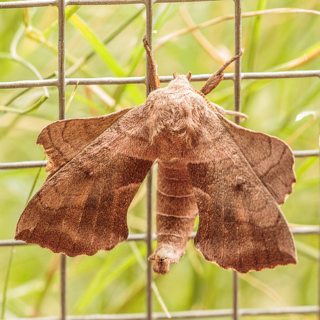 Lepidoptera Moths - Sphingidae - Amorpha juglandis