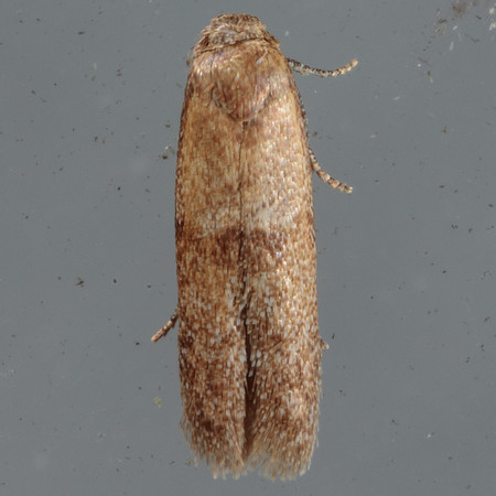 Lepidoptera Moths - Blastobasidae - Pigritia