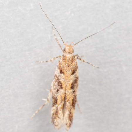 Lepidoptera Moths - Gelechiidae - Aristotelia