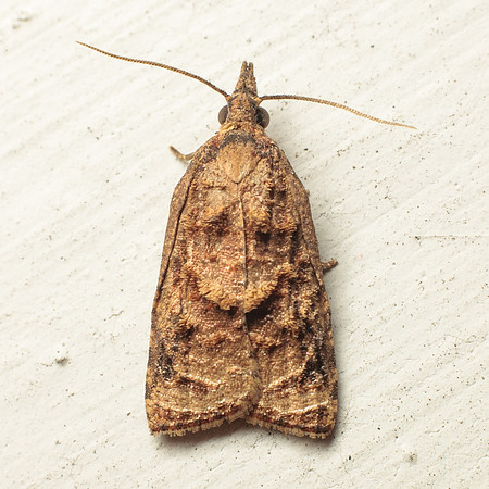 Lepidoptera Moths - Tortricidae - Platynota