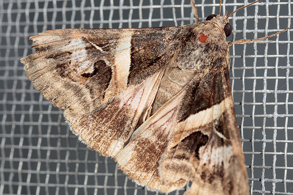 Lepidoptera Moths - Erebidae - Melipotis indomita