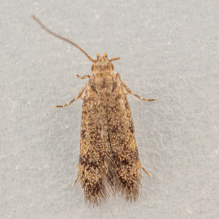 Lepidoptera Moths - Autostichidae - Autosticha sp