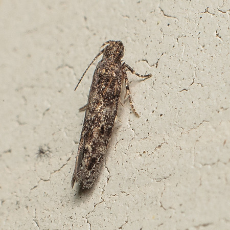 Lepidoptera Moths - Gelechiidae - sp2