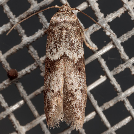 Lepidoptera Moths - Blastobasidae - Blastobasis glandulella