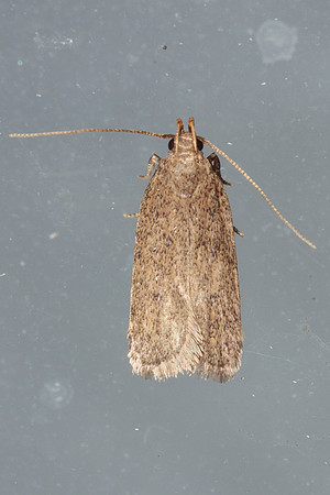 Lepidoptera Moths - Autostichidae - zz maybe Autosticha