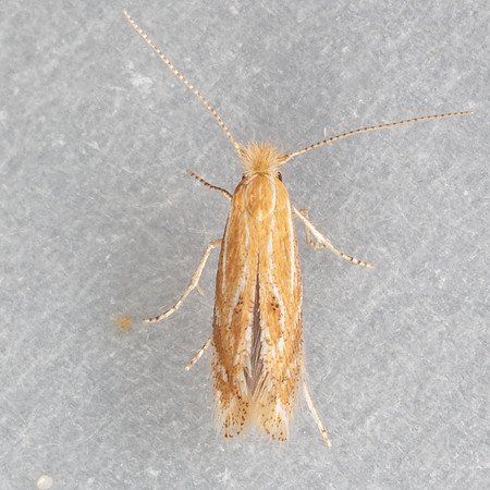 Lepidoptera Moths - Bucculatricidae - Bucculatrix sp2