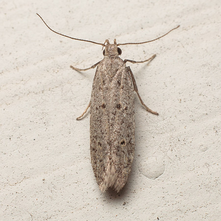 Lepidoptera Moths - Gelechioidea sp1