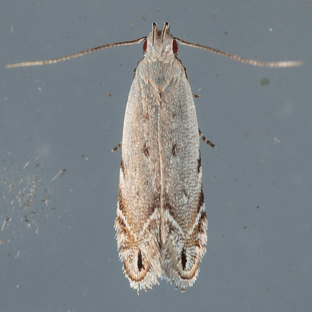 Lepidoptera Moths - Gelechiidae  - Battaristis sp.