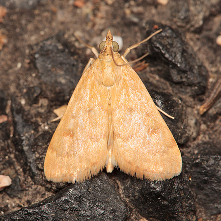Lepidoptera Moths - Crambidae - Achyra rantalis