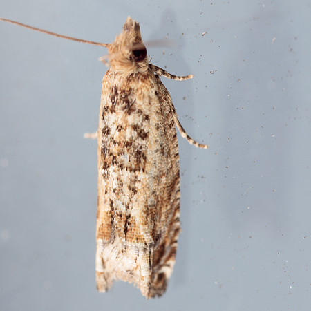 Lepidoptera Moths - Tortricidae - Crocidosema plebejana