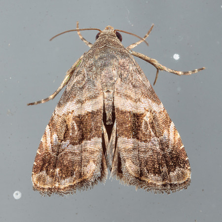 Lepidoptera Moths - Noctuidae - Tripudia quadrifera