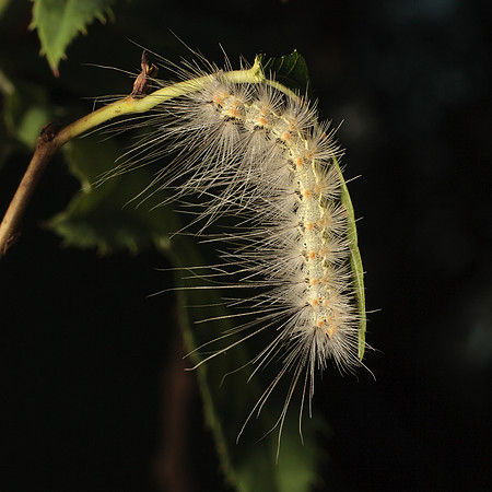 Lepidoptera Moths - Erebidae - Hyphantria cunea