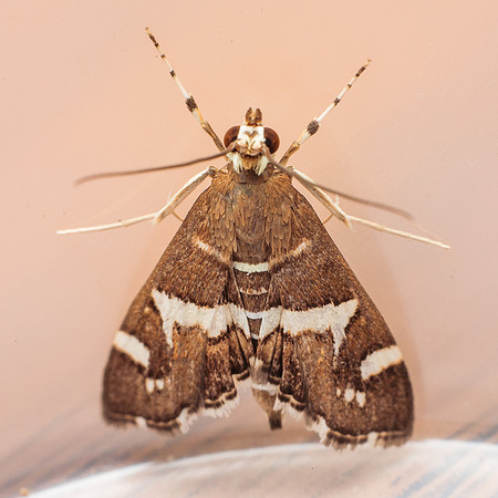 Lepidoptera Moths - Crambidae - Spoladea recurvalis