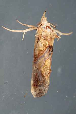 Lepidoptera Moths - Erebidae - Plusiodonta compressipalpis1