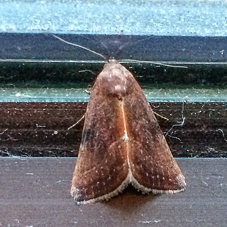 Lepidoptera Moths - Noctuidae - Galgula partita female