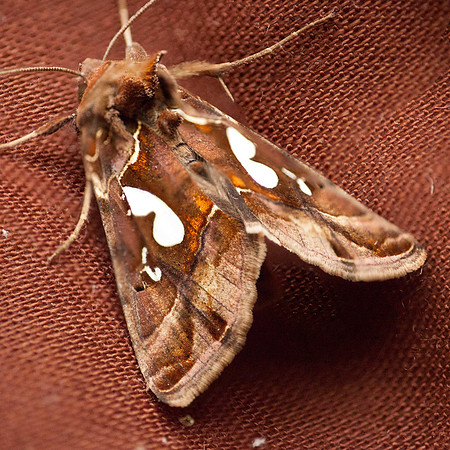 Lepidoptera Moths - Noctuidae - Megalographa biloba