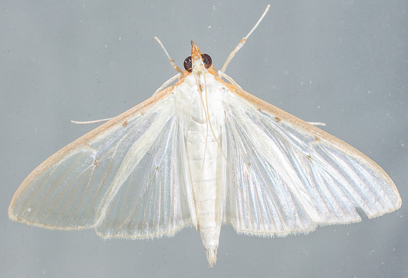 Lepidoptera Moths - Crambidae - Palpita quadristigmalis