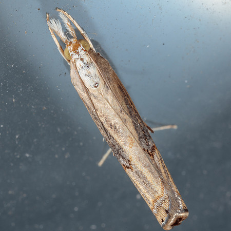 Lepidoptera Moths - Crambidae - Parapediasia teterrellus