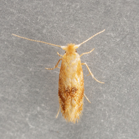 Lepidoptera Moths - Bucculatricidae - Bucculatrix sp1