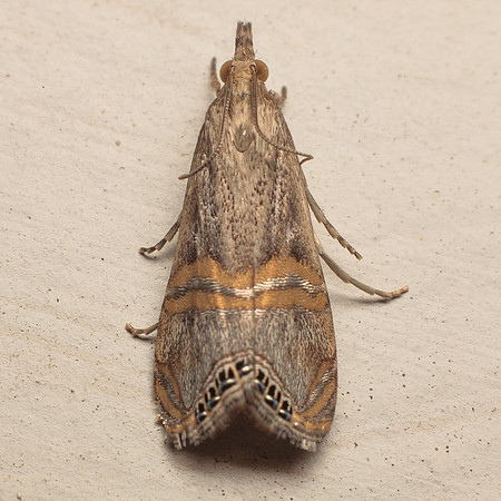 Lepidoptera Moths - Crambidae - Euchromius ocelleus