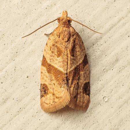 Lepidoptera Moths - Tortricidae - Clepsis peritana