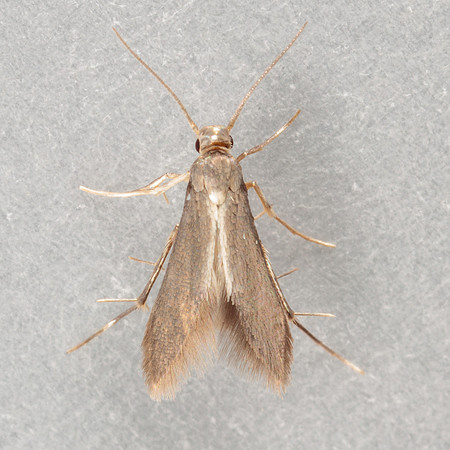 Lepidoptera Moths - Schreckensteiniidae - Schreckensteinia erythriella