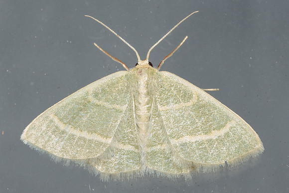 Lepidoptera Moths - Geometridae - Chlorochlamys chloroleucaria