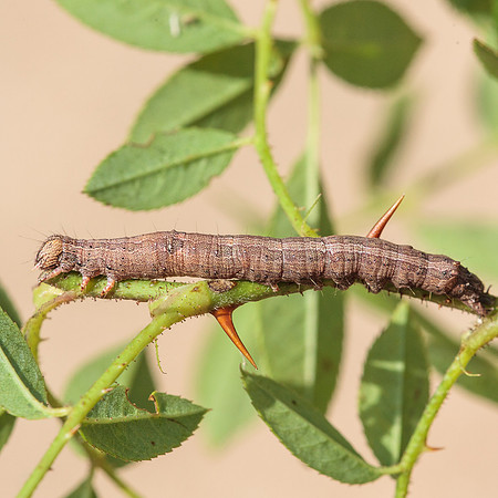 Lepidoptera Moths - Erebidae - Zale lunata0