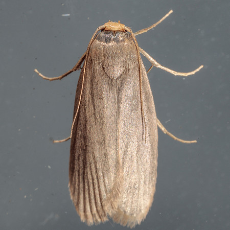 Lepidoptera Moths - Pyralidae - Achroia grisella