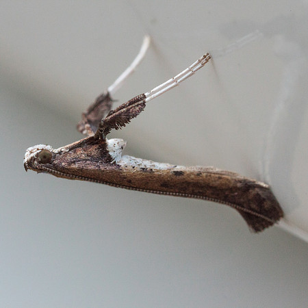 Lepidoptera Moths - Gracillariidae - Caloptilia rhoifoliella